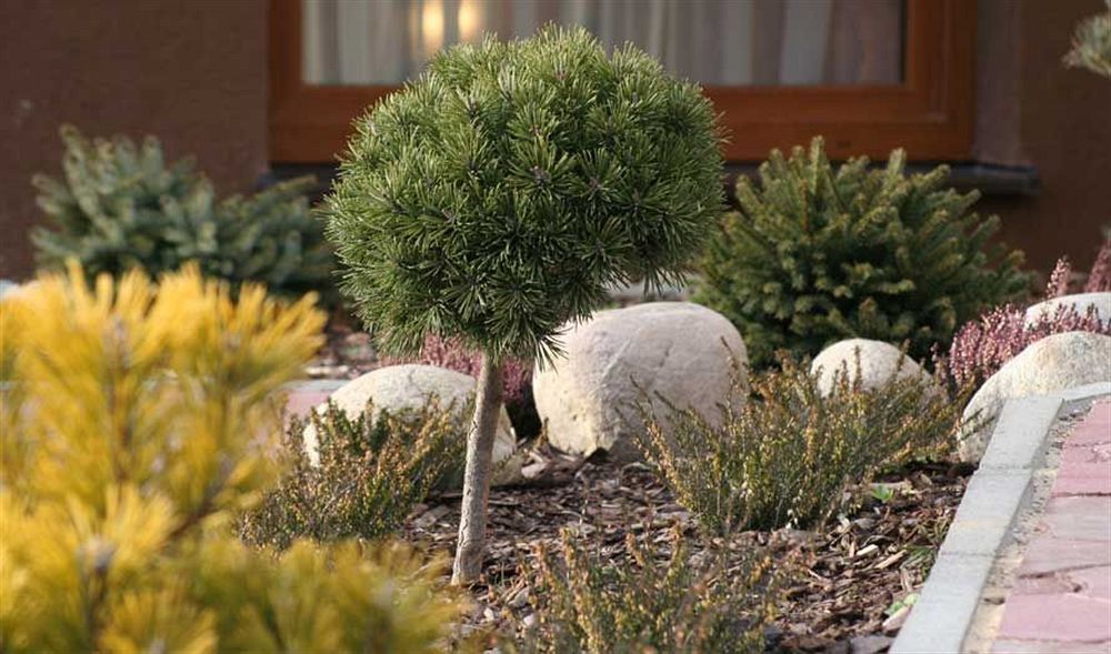 Penzion Tatras Vel'ka Lomnica Ngoại thất bức ảnh